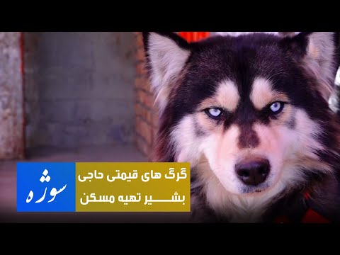 Sozha: Haji Bashir Tahia Maskan's expensive wolves / سوژه: گرگ های قیمتی حاجی بشیر تهیه مسکن