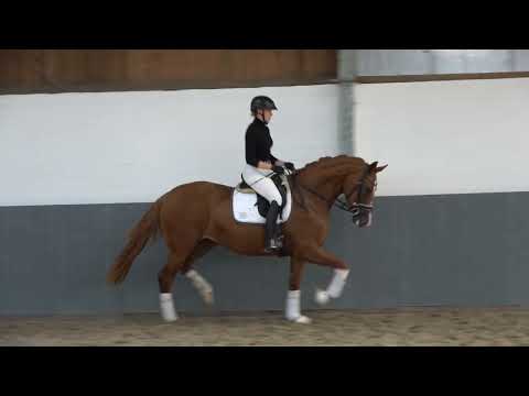 WEIDENHOF-Verkaufspferd: "BARISTA IN LOVE" *2020 v. Bon Courage-Londontime - Shakespeare in Love