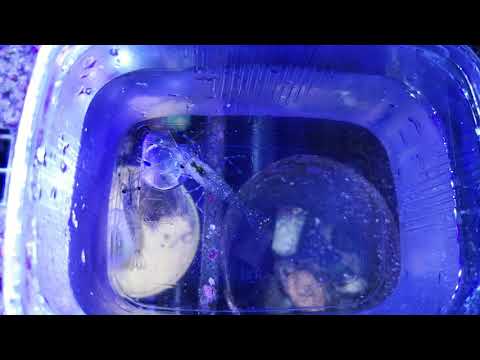 Krewetka atlantycka  (palaemon elegans)