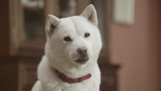 Download the video "White Family SoftBank Dog CM #175. "Otou-san Kiss" Japanese Commercial [ENG SUB]"