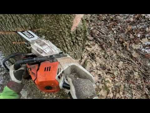 Eschenfällung I Tajfun Vip pro 90 I Königsbronner Anschlagtechnik