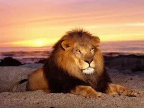 Julian Marley - Lion in the morning- 