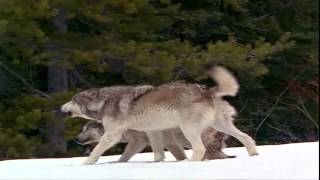 WOLF SONG... ( Celtic Woman-The Voice )