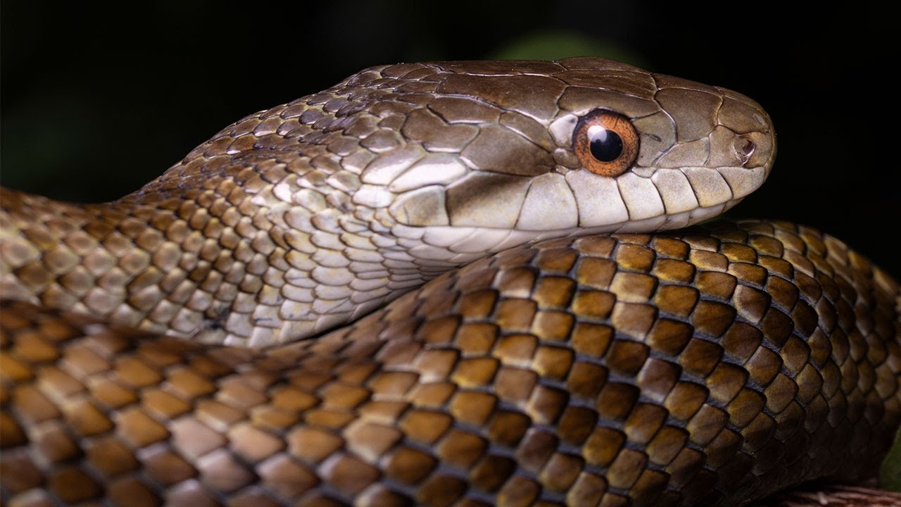 庭にヘビが出現して嬉しい動画🐍