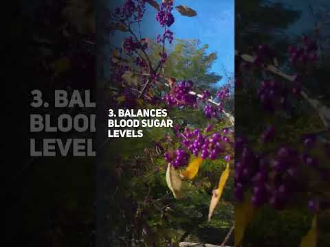 5 Maqui Berry Benefits Fo..