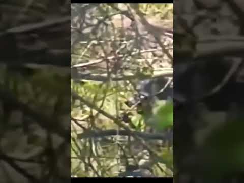 Dogman on Camera Close Walking Through the Woods Hunting for Prey!