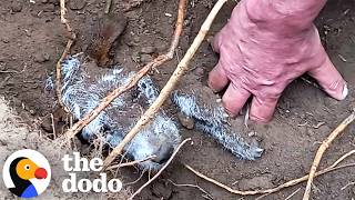 Lost Dog Found Buried In A Rabbit Hole Finally Goes Home | The Dodo