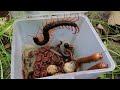 OMG Catch A Venomous Dragon Centipede Giant Millipede Small Red Millipede Snails Ground Worms