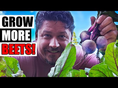 How To Grow An Onion From An Onion Bottom 2019