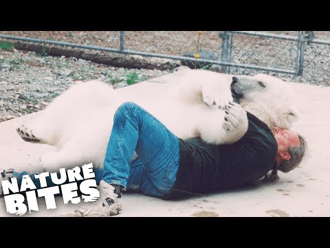 Polar Bear Kisses the Humans that Raised Her | Extraordinary Animal Behaviour | Nature Bites