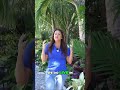 YELLOW ALERT: Fix Your Palm Trees' Yellowing Leaves FAST!