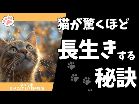 猫をより長く、より良く長生きさせる方法