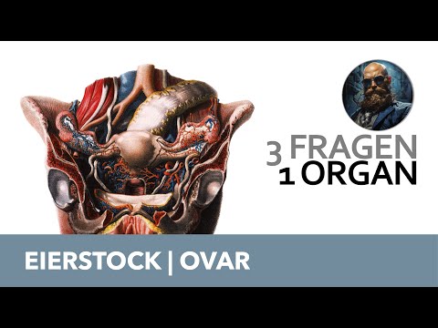 3 Fragen 1 Organ Eierstock, Ovar | Anatomie Prüfung