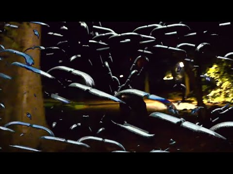 STAY ON TYMIN (OFFICIAL VIDEO)