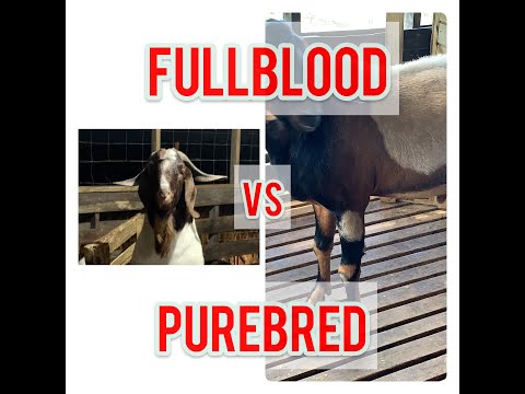 Goats!! Fullblood vs Purebred