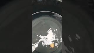 Download lagu Cara cek telur ayam dengan air mp3