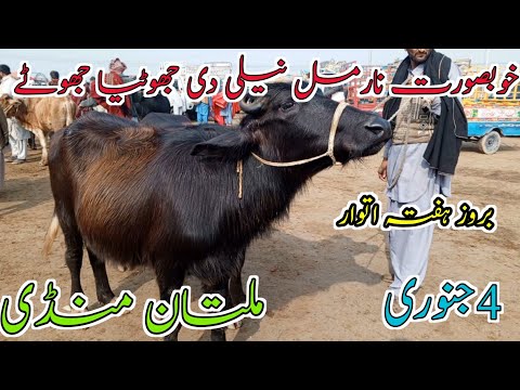 Today Multan Mandi Update) Jotian Farming Buffalo 🔥 Jotian cross-able Jotian Farming Buffalo 🔥 Jotia