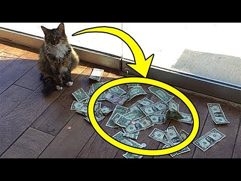 Ein Kater brachte jeden Tag einen Haufen Geld! Als die Menschen erfuhren, woher, waren sie erstaunt