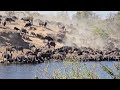 Kruger Park Spectacle Mega Buffalo Herd Drinks At Shipandani Bird Hide Safari Wildlife