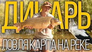Все о ловле карпа на днестре