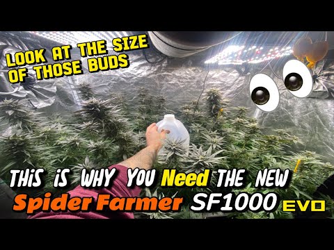 Spider Farmer SF 1000 EVO The Best Budget Grow Light For Beginners And Experts?