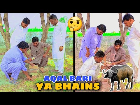 Aqal Bari Ya Bhains Funny Video By Wella Gang