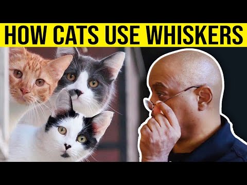 How Cats Use Their Whiskers | Cool Cats & The D.E.V.