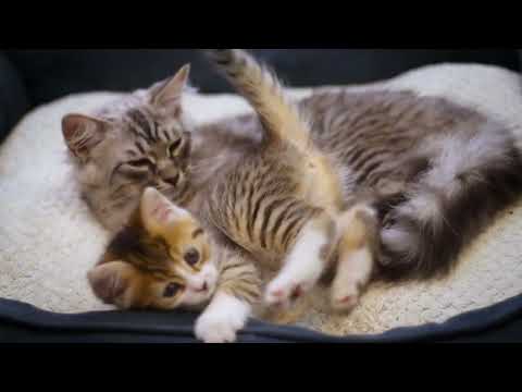 3 Stunden Katzen Schnurren Einschlafen Entspannen
