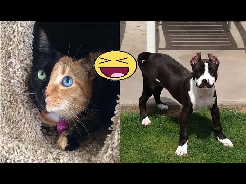 Unique Animals With Unbelievable Markings Video