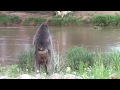 Baboon Behaviour Copulation