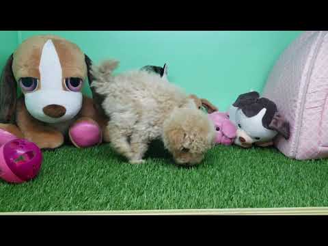 Maltipoo Puppy - Male- Charlie