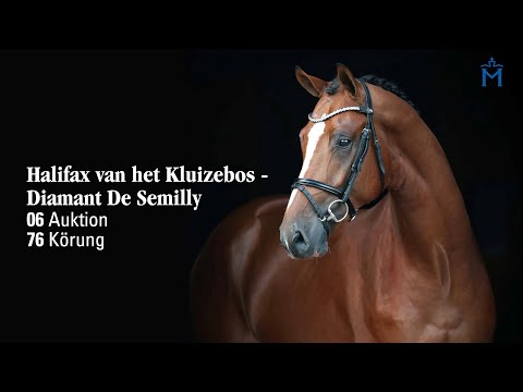 Nr. 6 Hengst v. Halifax v.h. Kluizebos - Diamant De Semilly