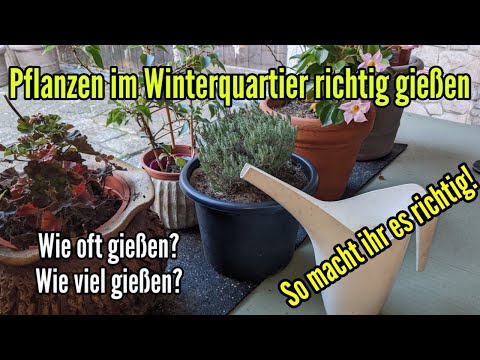 Watering plants in their winter quarters correctly - How much water plants need in winter