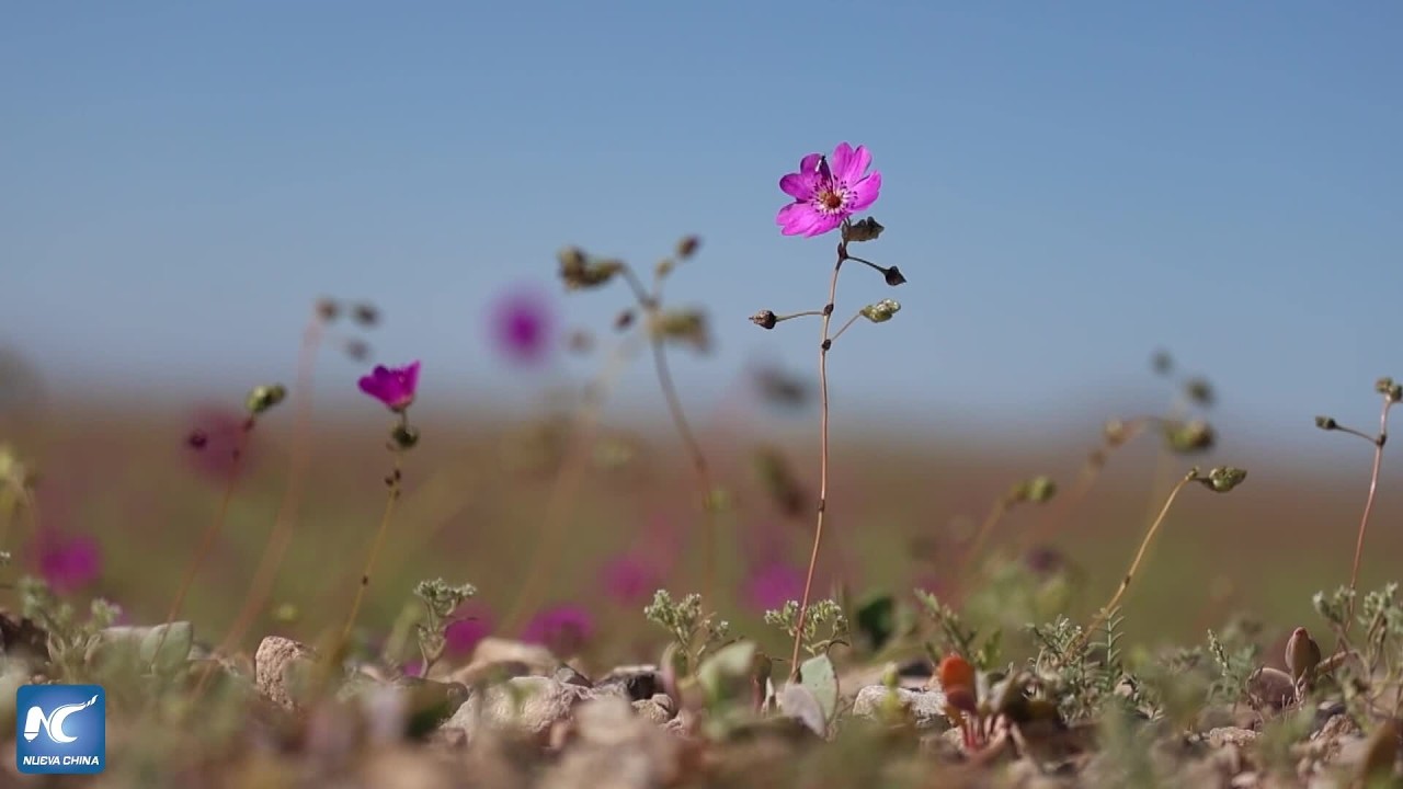 Lluvias de 2026 permiten delimitar mejor el Desierto Florido chileno, destaca ecólogo