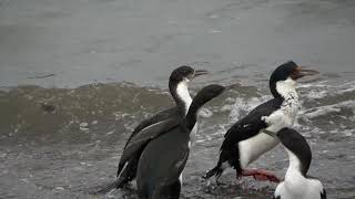 The Imperial Cormorant (Without Narration)