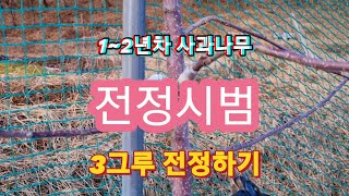 1~2년차 사과나무 전정방법
