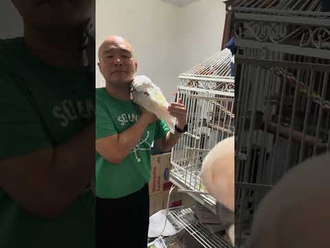 The Therapeutic Bird: Misha's Calming Influence on New Cockatoo Sara