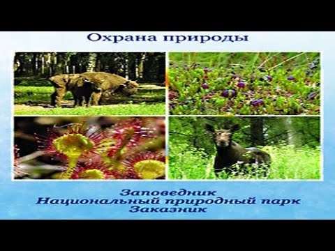 Охрана природы. Заповедник, национальный парк, заказник