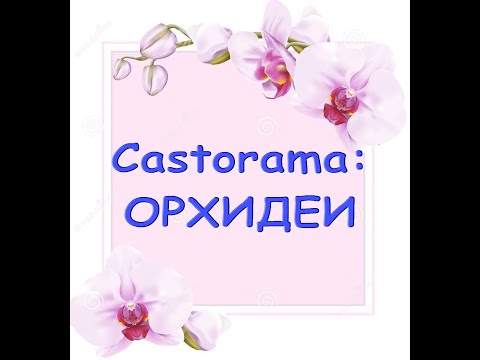 ОРХИДЕИ в "Castorama",01.04.21,Самара.