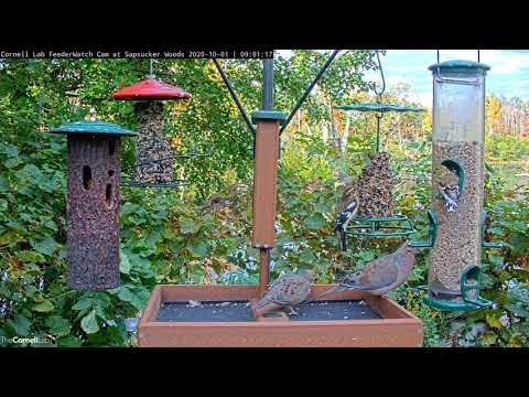 Immature Rose-breasted Grosbeak Shows Of His Pink Chest – Oct. 1, 2020