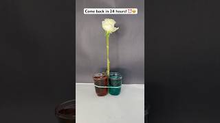 Download lagu Come back too see the result ππΉ #shorts #diy #experiment #craft #creative  #doityourself #art mp3 Download lagu Come back too see the result ππΉ #shorts #diy #experiment #craft #creative  #doityourself #art mp3
