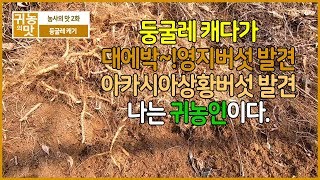 [귀농의맛]둥글레캐기 영지버섯 상황버섯