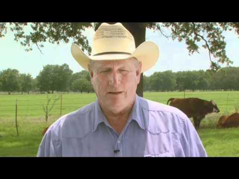 Cattle Handling Tips- Moving Bulls
