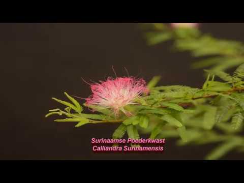 Calliandra surinamensis