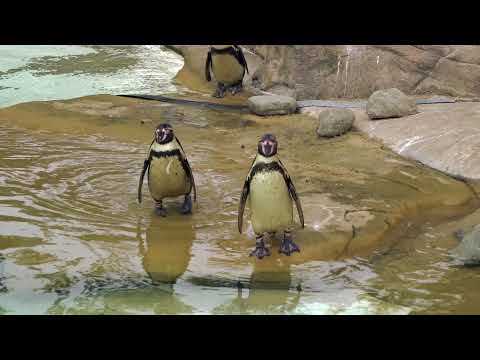 Penguin Play Date At Zoo | Jinjing The Penguin | WildlifePixel