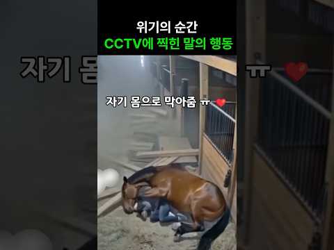 위기의 순간, CCTV에 찍힌 말의 행동