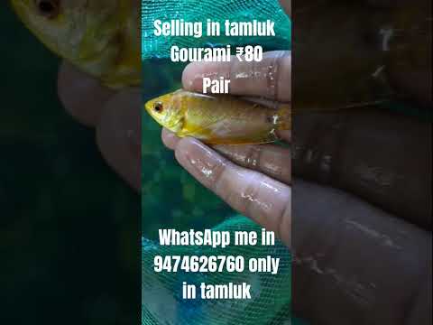 selling: cash on delivery, 15 year old boy