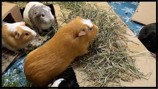 Guinea pig playground upgrade - hay on the roof!