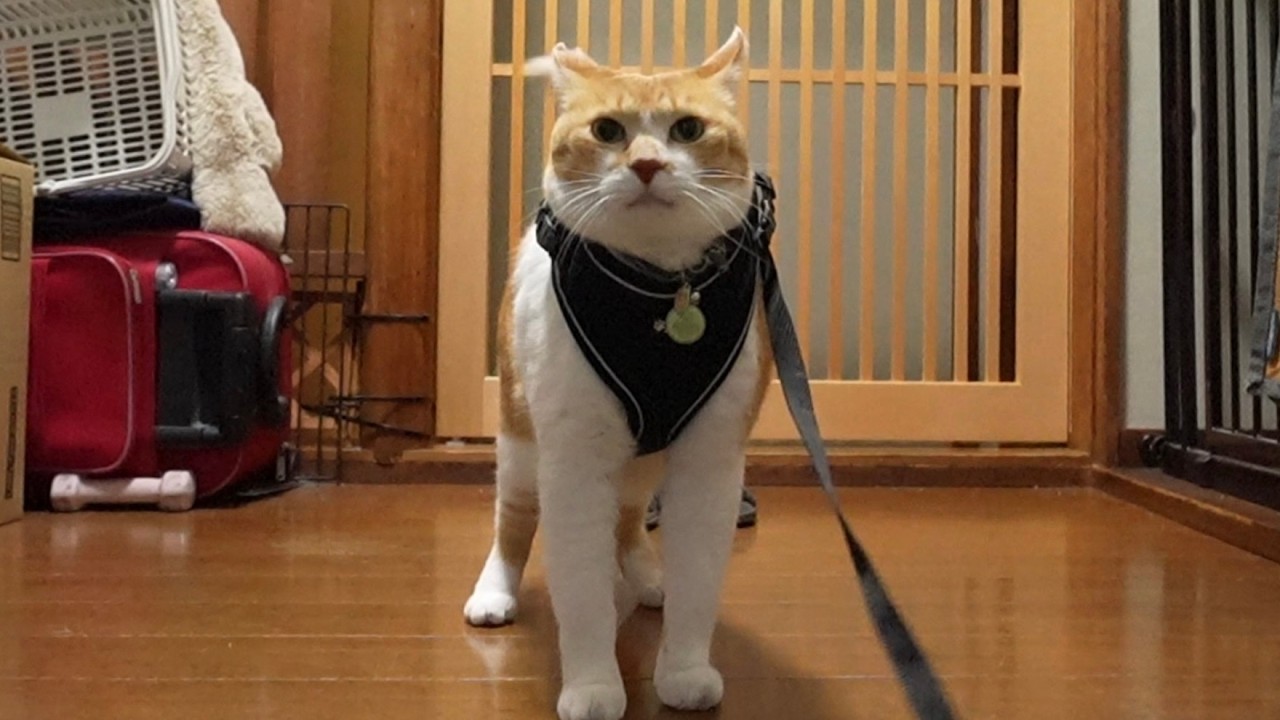 【AM5:00】まだ暗い外へ、猫の散歩に付き合う朝