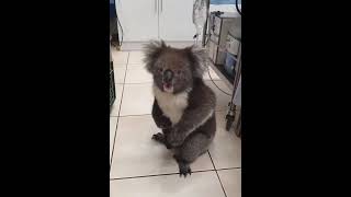 Download lagu Adorable Koala Sings. mp3 Download lagu Adorable Koala Sings. mp3